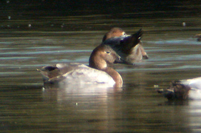 CANVASBACK , THE SAN JACINTO WILDLIFE AREA , CALIFORNIA , U . S . A . 23 , 11 , 2004