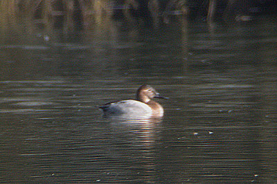 CANVASBACK . THE SAN JACINTO WILDLIFE AREA , CALIFORNIA . U . S . A . 23 . 11 . 2004