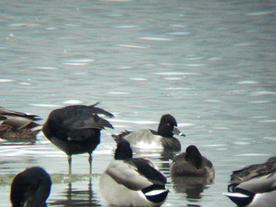 RING-NECKED DUCK . THE CHEDDAR RESERVOIR . SOMERSET . ENGLAND . 7 . 10 . 2009