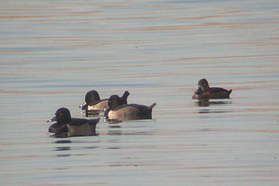 RING NECKED DUCK , THE COACHELLA WILD BIRD CENTER , INDIO , CALIFORNIA , U . S . A . 20 , 11 , 2004