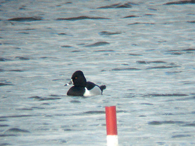 RING NECKED DUCK . PORTBURY . BRISTOL . ENGLAND . 5 . 2 . 2008