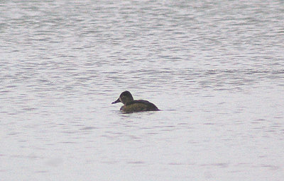 RING NECKED DUCK . SLAPTON LEY . DEVON . ENGLAND . 4 . 1 . 2013