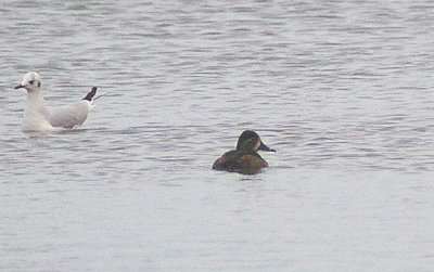 RING-NECKED DUCK . SLAPTON LEY . DEVON . ENGLAND . 4 . 1 . 2013