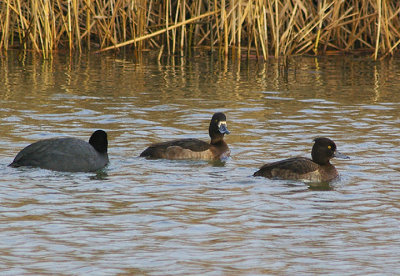 TUFTED DUCK . THE EXETER CANAL . EXMINSTER MARSH . DEVON . ENGLAND . 4 . 1 . 2011