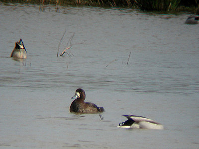SCAUP . THE MATFORD POOLS . EXETER . DEVON . ENGLAND . 14 . 3 . 2009