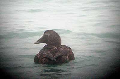 COMMON EIDER . BRIXHAM MARINA . DEVON . ENGLAND . 8 . 1 . 2006