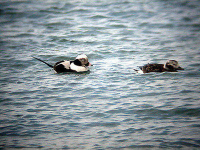 LONG TAILED DUCK , TORONTO HARBOUR , CANADA , 21 , 3 , 2004