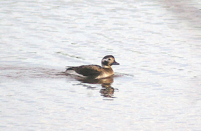 LONG TAILED DUCK . BOWLING GREEN MARSH . TOPSHAM . DEVON . ENGLAND . 25 . 11 . 2012