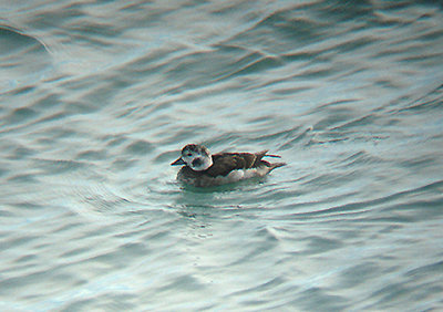 LONG TAILED DUCK . START BAY . DEVON . ENGLAND . 6 . 2 . 2008