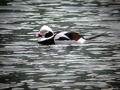LONG TAILED DUCK . TORONTO HARBOUR . CANADA . 21 . 3 . 2004