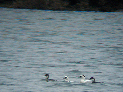 SMEW . THE COTSWALD WATER PARK . WILTSHIRE . ENGLAND . 25 . 2 . 2009