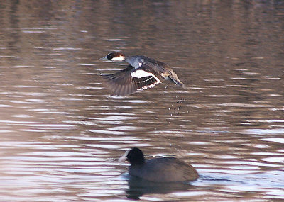 SMEW . THE EXETER CANAL . EXMINSTER MARSH . DEVON . ENGLAND . 22 . 12 . 2010