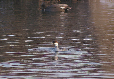 SMEW . THE EXETER CANAL . EXMINSTER MARSH . DEVON . ENGLAND . 22 . 12 . 2010