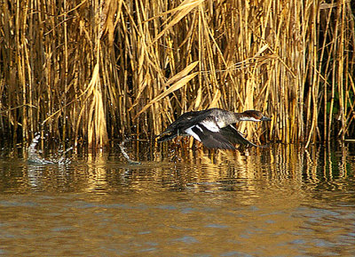 SMEW . THE EXETER CANAL . THE EXMINSTER MARSHES . DEVON . ENGLAND . 4 . 1 . 2011
