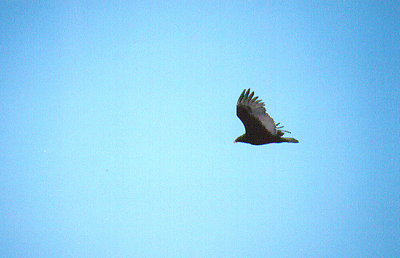 TURKEY VULTURE , MAYFLOWER PARK , BLYTH , CALIFORNIA , USA . 28 , 11 , 2004