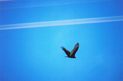 TURKEY VULTURE , NR LANDERS , CALIFORNIA , USA . 25 , 11 , 2004