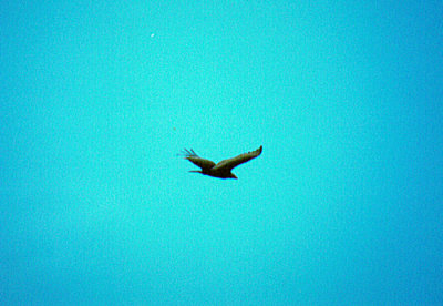 TURKEY VULTURE , NR LANDERS , CALIFORNIA , USA , 25 , 11 , 2004