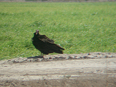 TURKEY VULTURE . THE SALTON SEA . CALIFORNIA . USA . 19 . 7 . 2009