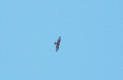  HONEY BUZZARD . NEAR BATUMI . GEORGIA . 15 . 5 . 2007