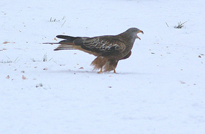 RED KITE , GIGRIN FARM , POWYS , WALES , 10 , 1 , 2010