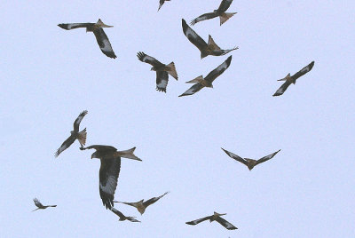 RED KITE`S . GIGRIN FARM . POWYS . WALES . 10 . 1 . 2010