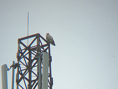 EGYPTIAN VULTURE . Nr BATUMI . TURKEY . 15 . 5 . 2007 