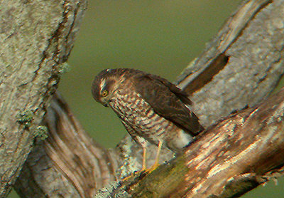 EURASIAN SPARROWHAWK . CLYST MARSHES . DEVON . 1 / 11 / 2002.