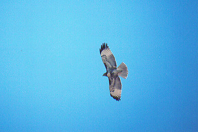 RED TAILED HAWK ( Juvenile ) . FINNEY LAKE . CALIFORNIA . USA . 27 . 11 . 2004