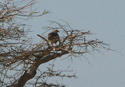 LONG LEGGED BUZZARD . THE AOUSSARD ROAD . THE SAHARA DESERT . WESTERN SAHARA . 6 / 3 / 2010