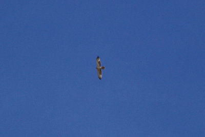  BONELLI`S EAGLE ( Juvenile ) . THE OUED MASSA RESERVE . MOROCCO . 9 . 3 . 2010