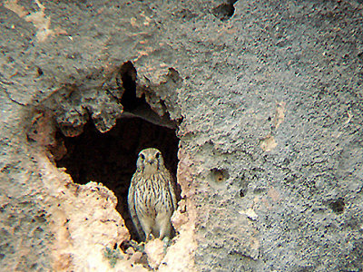 LESSER KESTREL . THE Rd TO HALFETE . Nr BIRECIK . TURKEY. 11 . 5 . 2007