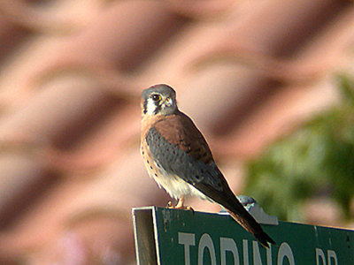 AMERICAN KESTREL . THE FLOOD RELIEF . LA QUINTA . CALIFORNIA . USA . 10 . 11 . 2004