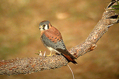 AMERICAN KESTREL , THE FLOOD RELIEF , LA QUINTA , CALIFORNIA , USA . 12 , 11 , 2004
