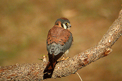 AMERICAN KESTREL . THE FLOOD RELIEF . LA QUINTA . CALIFORNIA . USA . 12 . 11 . 2004