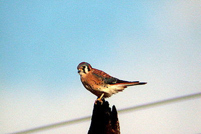 AMERICAN KESTREL , LAS FLORES DRIVE , BRAWLEY , CALIFORNIA , USA . 22 , 11 , 2004