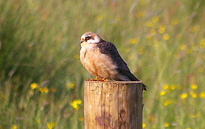 RED-FOOTED FALCON ( Female ) . EXMINSTER MARSH . DEVON . 11 . 6 . 2010