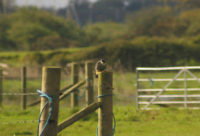 HOBBY . EXMINSTER MARSH . DEVON . 11 . 5 . 2012