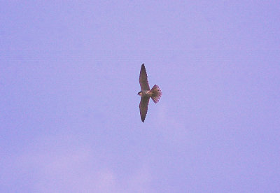 HOBBY . EXMINSTER MARSH . DEVON . 23 . 4 . 2013