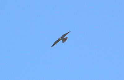 HOBBY . EXMINSTER MARSH . DEVON . 23 . 5 . 2010 