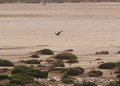  LANNER . Nr AKHFENNIR . WESTERN SAHARA . 4 . 3 . 2010