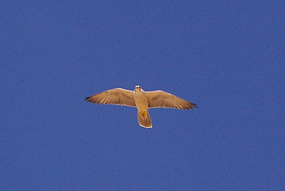 Barbary Falcon . Falco pelegrinoides