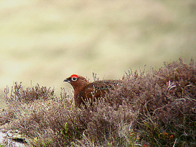 RED GROUSE , NR YES TOR , DARTMOOR , DEVON , 22 , 4 , 2007