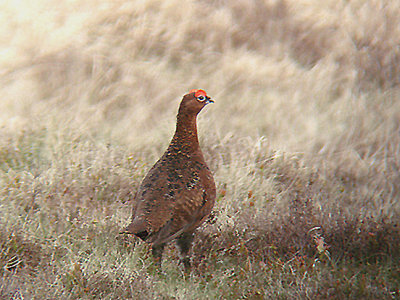 RED GROUSE . NR YES TOR . DARTMOOR . DEVON . 22 . 4 . 2007