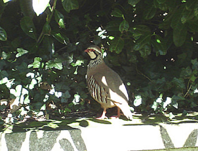 RED LEGGED PARTRIDGE . THE BICTON ARENA . DEVON . 5 . 4 . 2010