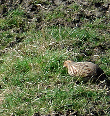 GREY PARTRIDGE , ELMLEY , KENT , 24 , 2 , 2008