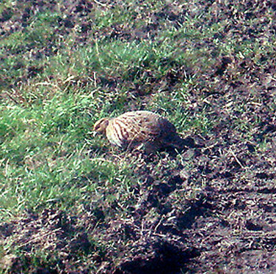 GREY PARTRIDGE . ELMLEY . KENT . 24 . 2 . 2008
