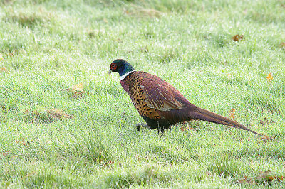 RING-NECKED PHEASANT . EXMINSTER MARSH . DEVON . 24 . 10 . 2013