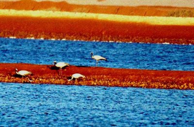 DEMOISELLE CRANE . THE SALT POOLS . KM 20 . ISRAEL . 26 / 3 / 2001