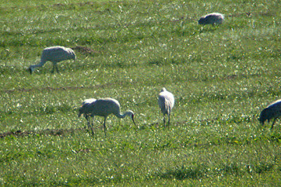 SANDHILL CRANE . THE SALTON SEA . CALIFORNIA . USA . 22 . 11 . 2004
