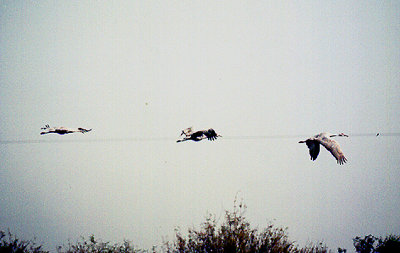 SANDHILL CRANE . THE SALTON SEA . CALIFORNIA . USA . 27 . 11 . 2004